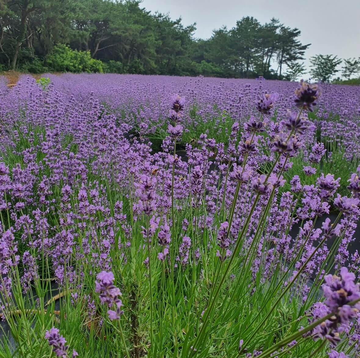 고창청농원 라벤더시즌