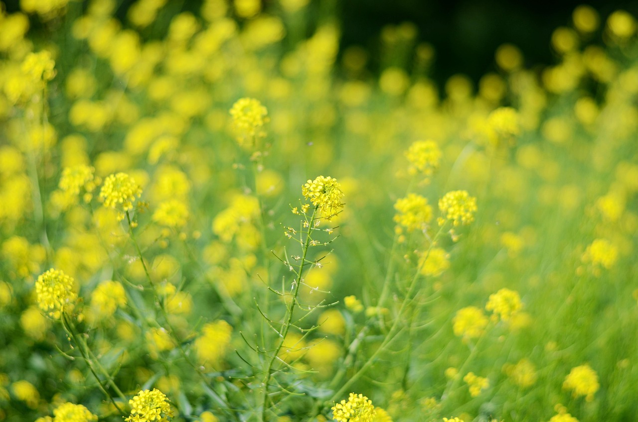 봄철 알레르기 주의사항 총정리! 꽃가루와 미세먼지 대비법(픽사베이)
