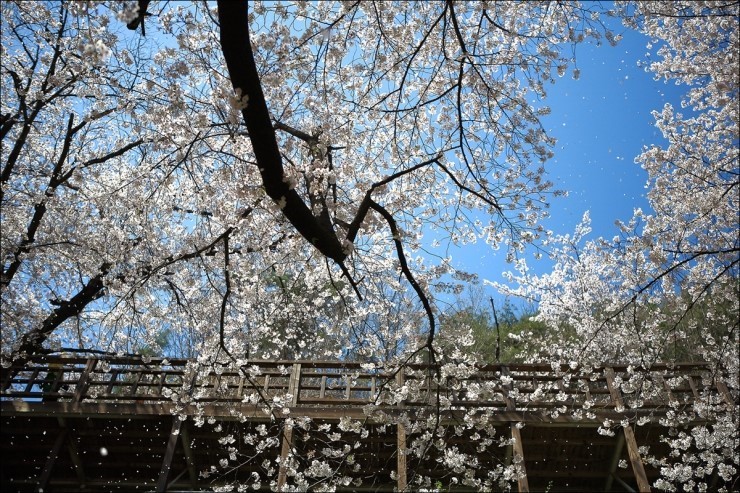 벚꽃축제벚꽃명소봄꽃여행지