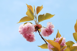 겹벚꽃의명소