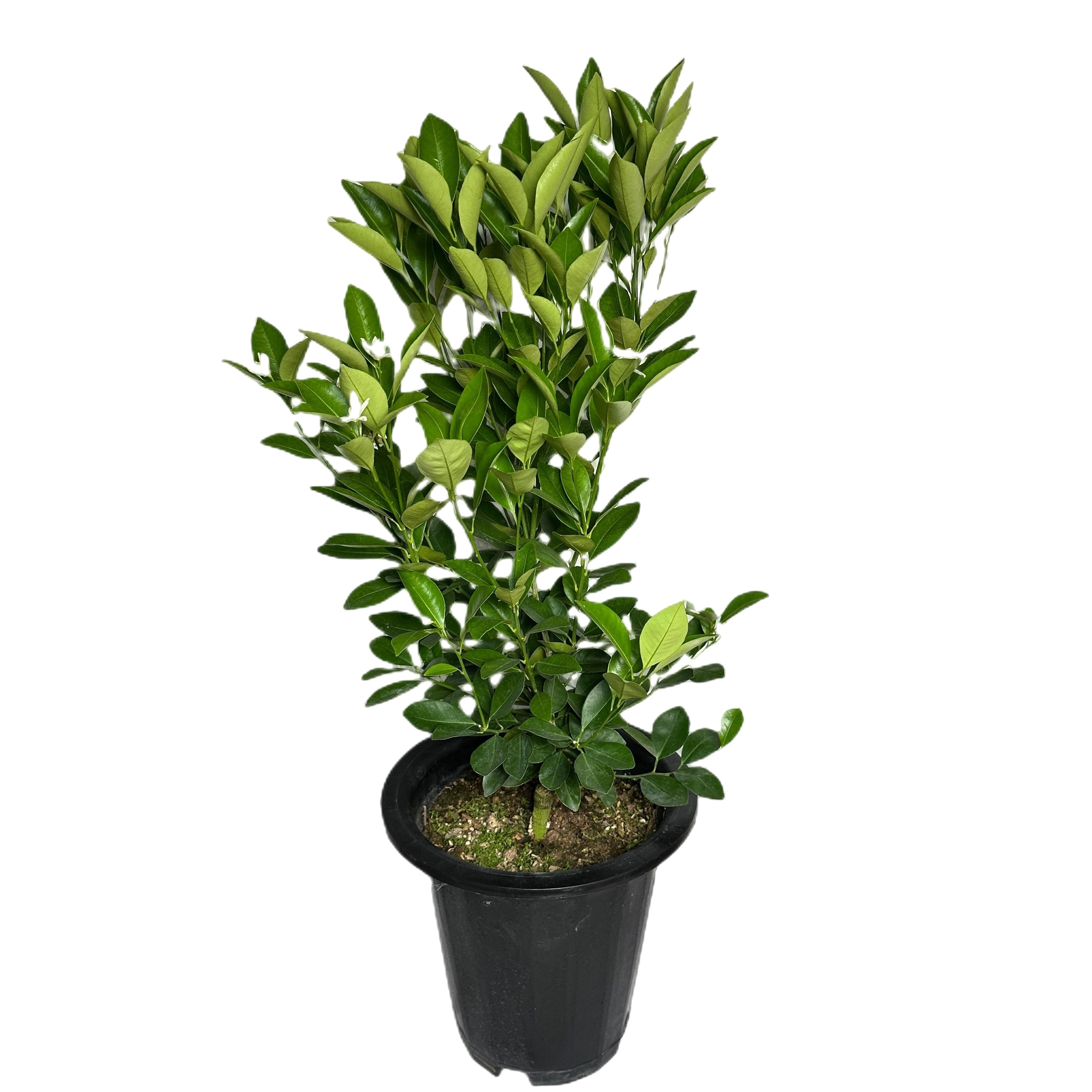 유주나무 키우기 금귤나무 키우기 쉬운 나무