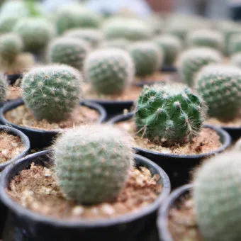 선인장 키우기, 종류, 선인장꽃, 선인장열매, 번식, 물주는 시기, 물주는방법, 선인장가시_46