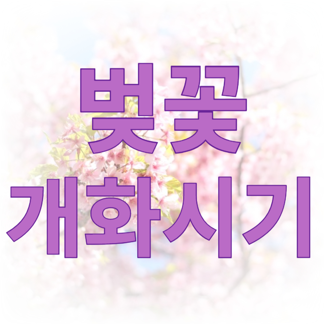 2024년 벚꽃 개화시기