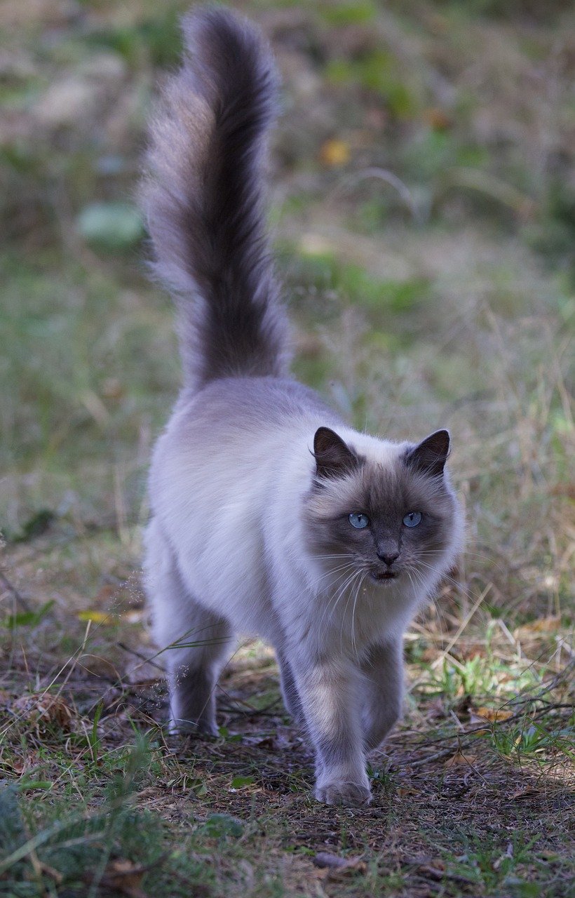 랙돌(Ragdoll)5