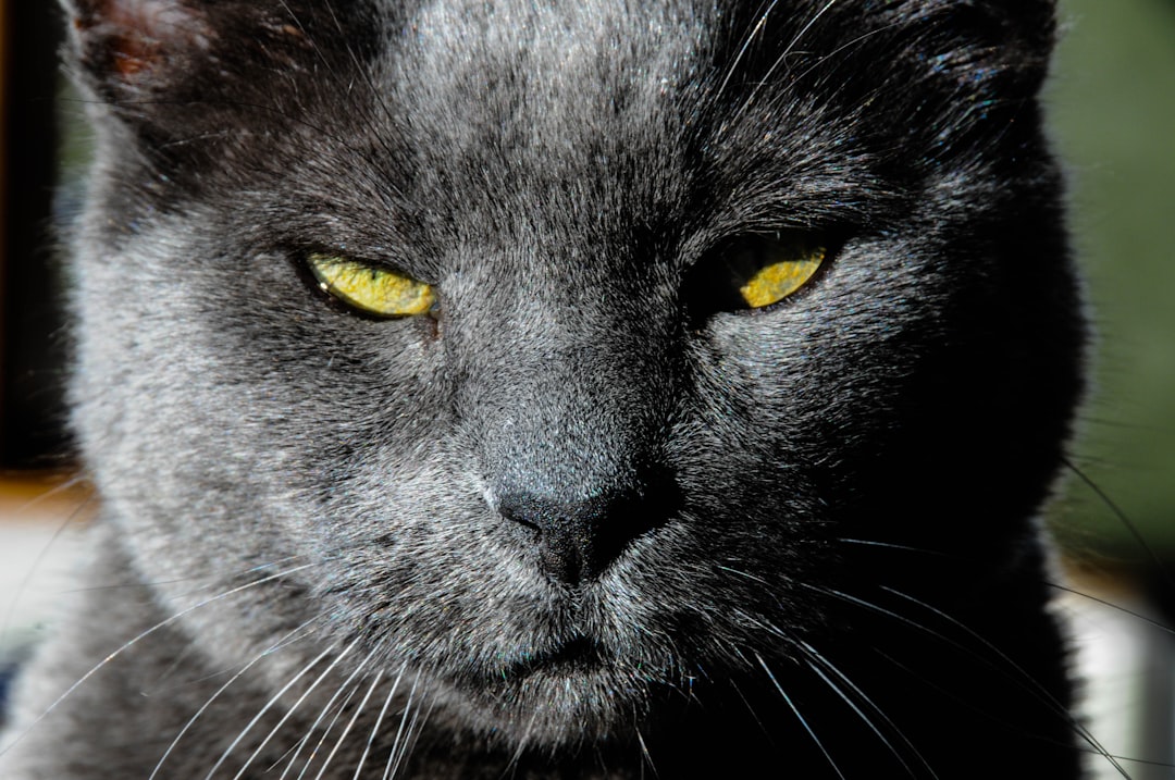 Russian Blue