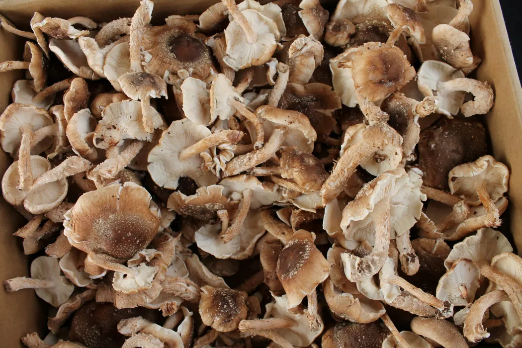 상자에-담긴-표고버섯-사진
