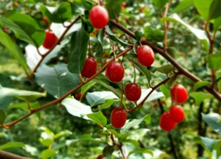 보리수 열매 효능