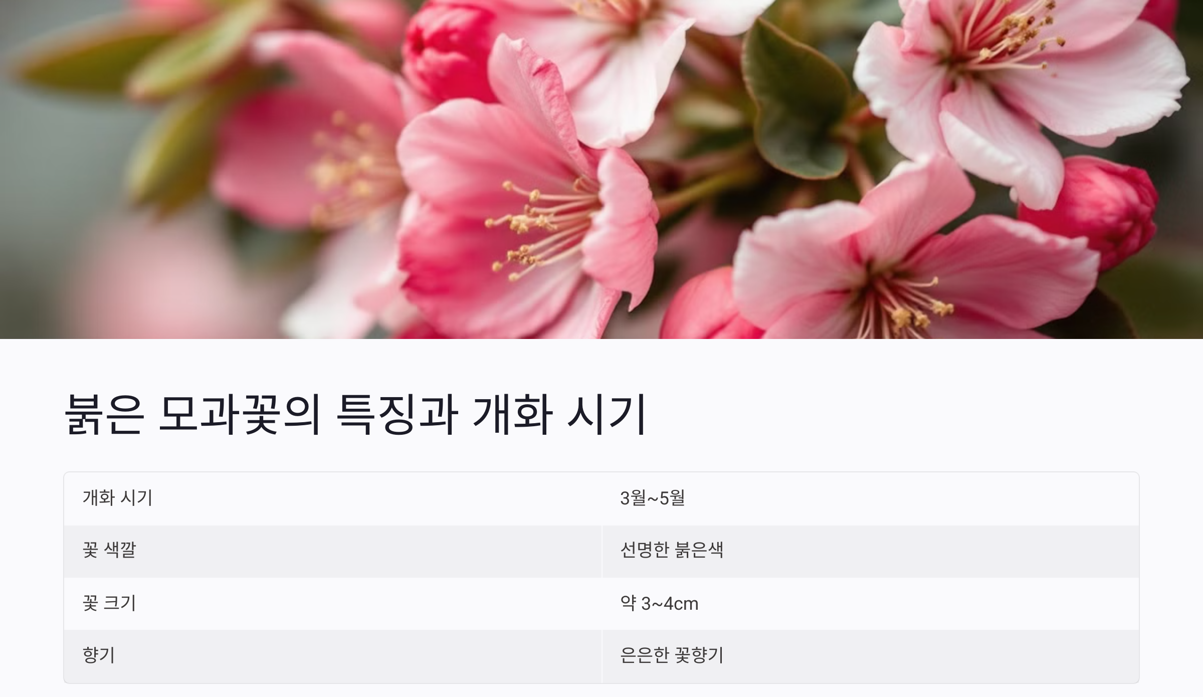 붉은색 모과꽃