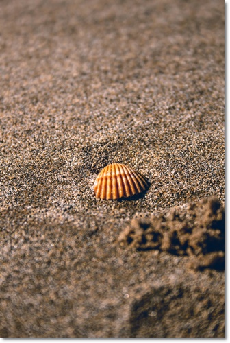 조개류 해감 빼는 법 미세플라틱 잘 제거
