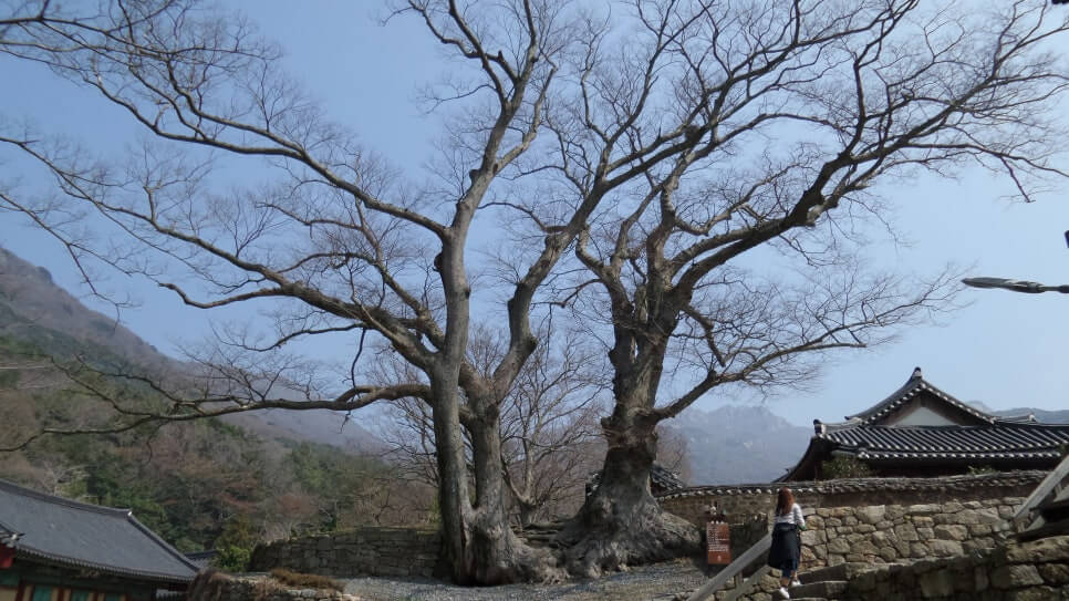 100대 명산 등산하기 스물여섯번째 해남 두륜산 남도 불교문화와 아름다운 능선이 공존하는 영산(靈山)