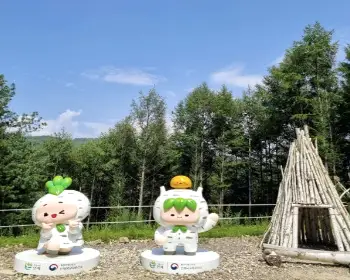 인제 자작나무숲_10