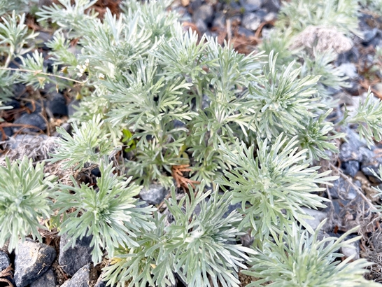 4월-꽃구경-실은쑥