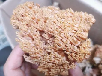 &amp;quot;싸리버섯