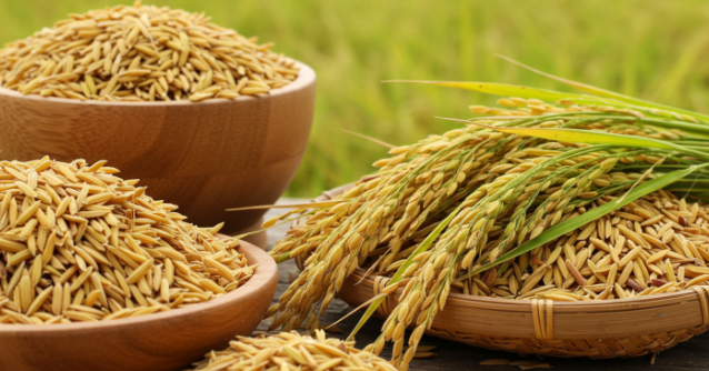 바나듐쌀-사진3