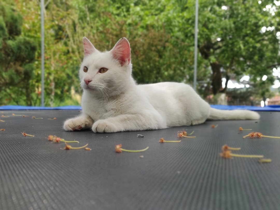 Trampoline