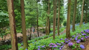 보성 가볼만한곳 베스트10 현지인 추천 필수코스_16