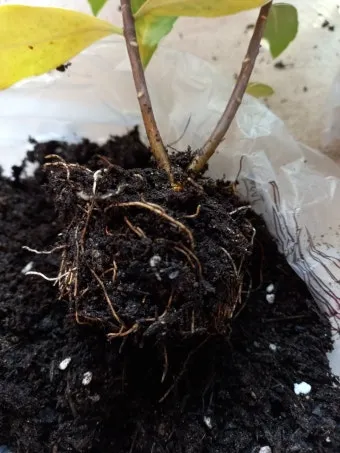 천리향 키우기와 향을 오래 유지하는 방법_23