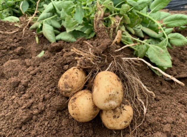 주말농장 인기작물 2위 감자