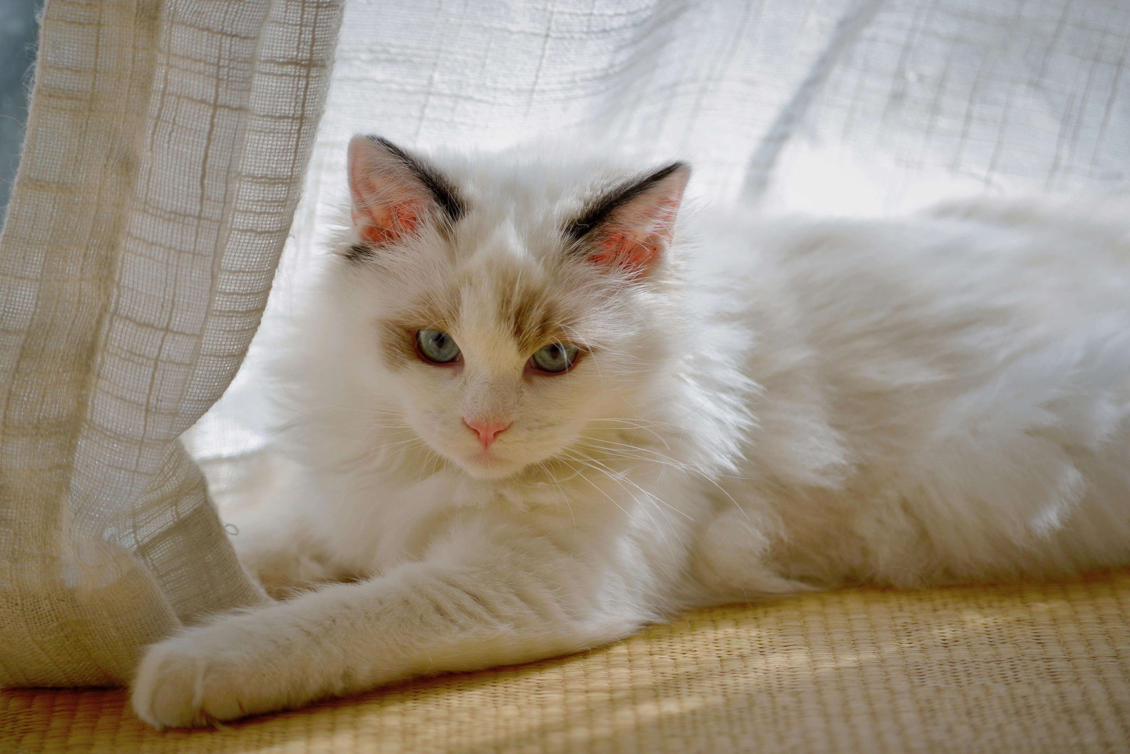 반려동물 건강검진 비용, 왜 병원마다 다를까?|2025 정확한 차이 분석