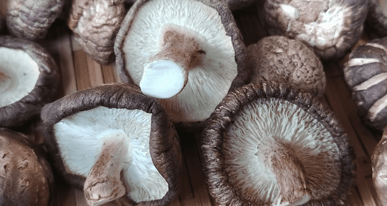 내장 지방 빼는 음식 양송이버섯