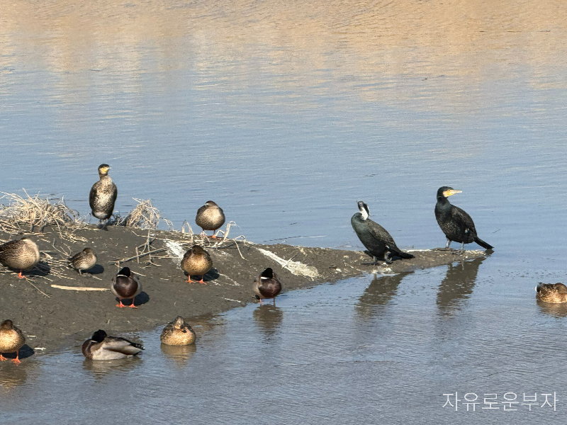 시흥갯골생태공원 명소