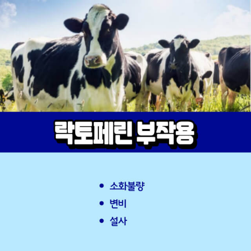 락토페린_부작용