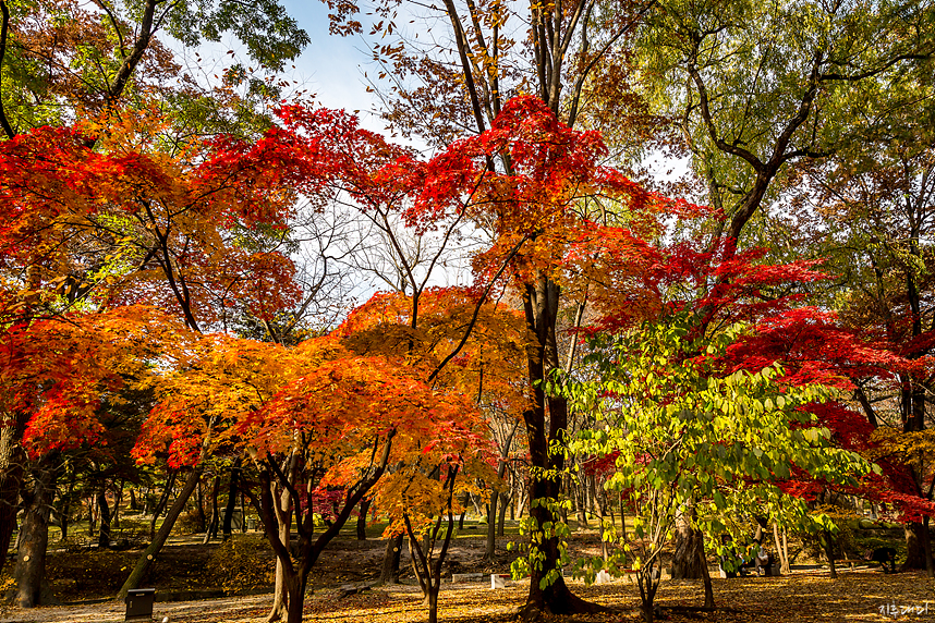 창경궁 단풍