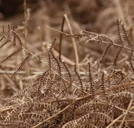 고사리 효능과 부작용 고르는법 칼로리