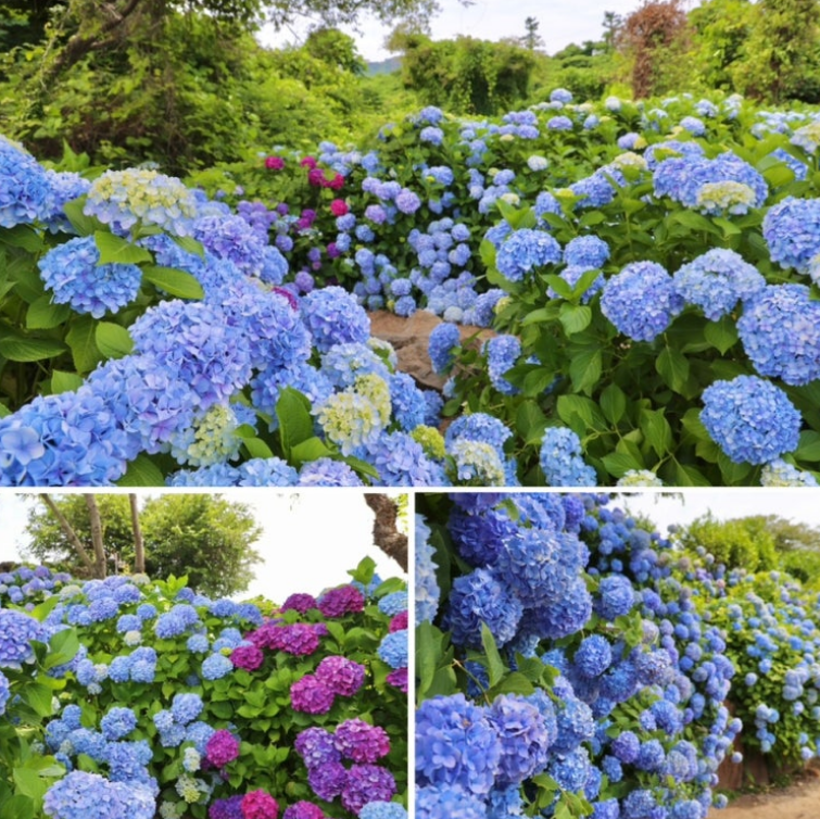 정원 내 수국 사진