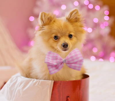 리본 장식을 한 강아지 이미지