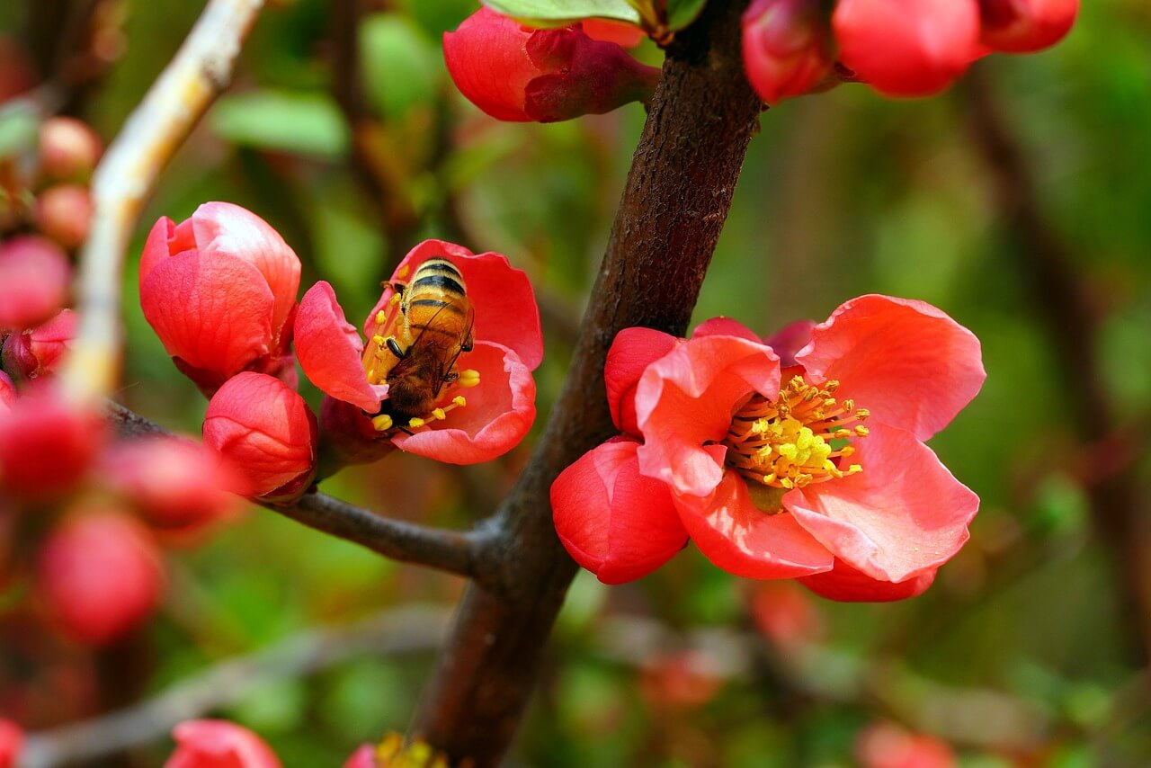 2025 광양 매화축제