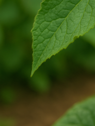 오이지 담그는 방법