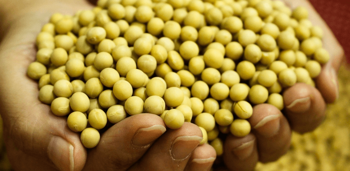 키 크는 음식들 사진 - 8