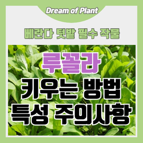 루꼴라 키우는 방법 썸네일 이미지