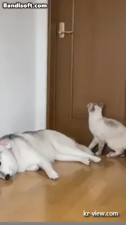 img.webp?credential=yqXZFxpELC7KVnFOS48ylbz2pIh7yKj8&expires=1767193199&allow_ip=&allow_referer=&signature=Xa7VJq5ge%2BNyRIIwdVnq03c6zsU%3D