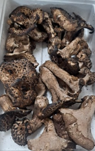 능이버섯 채취시기, 능이버섯 효능 및 능이버섯 가격