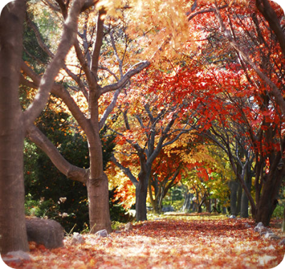 벽초지수목원 가을국화축제 이미지/ 출처: 벽초지수목원 홈페이지 