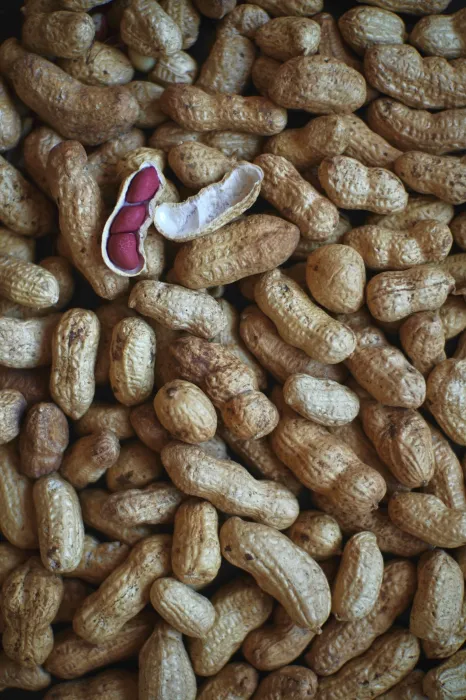 바닥에-쌓아-놓은-땅콩