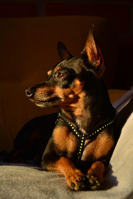 미니어처 핀셔 사진