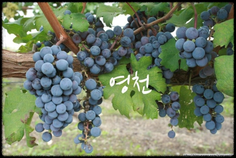 2024 영천 와인축제에서 놓치지 말아야 할 즐길거리와 먹거리, 체험 가이드