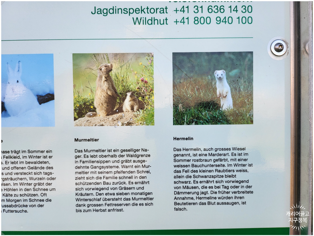 스위스 야생 마멋