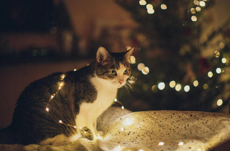 고양이 최적 온도 습도