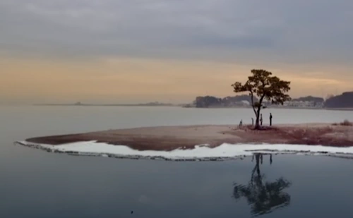 원더풀월드 촬영지 안산 대부도 부부송 소나무