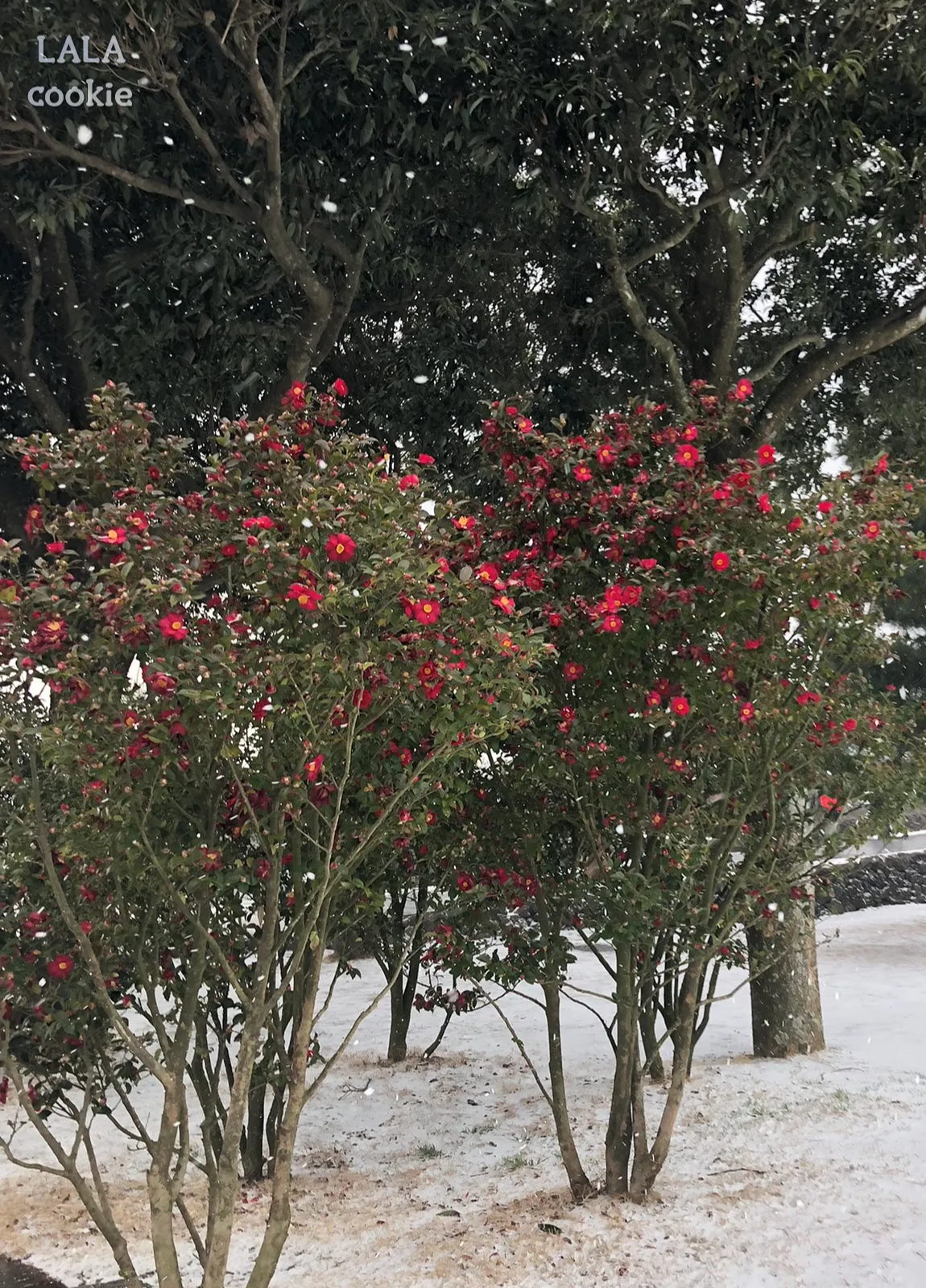 제주도-겨울-여행-코스-추천-동백나무-눈-내리는-날