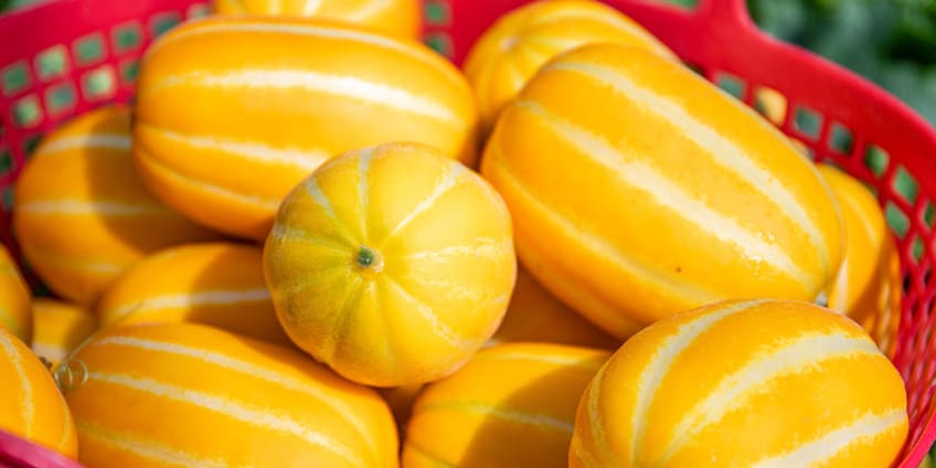 바구니에 담겨 있는 참외