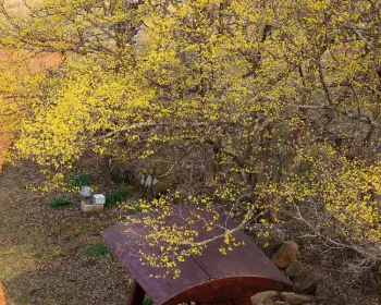 구례 산수유축제_28