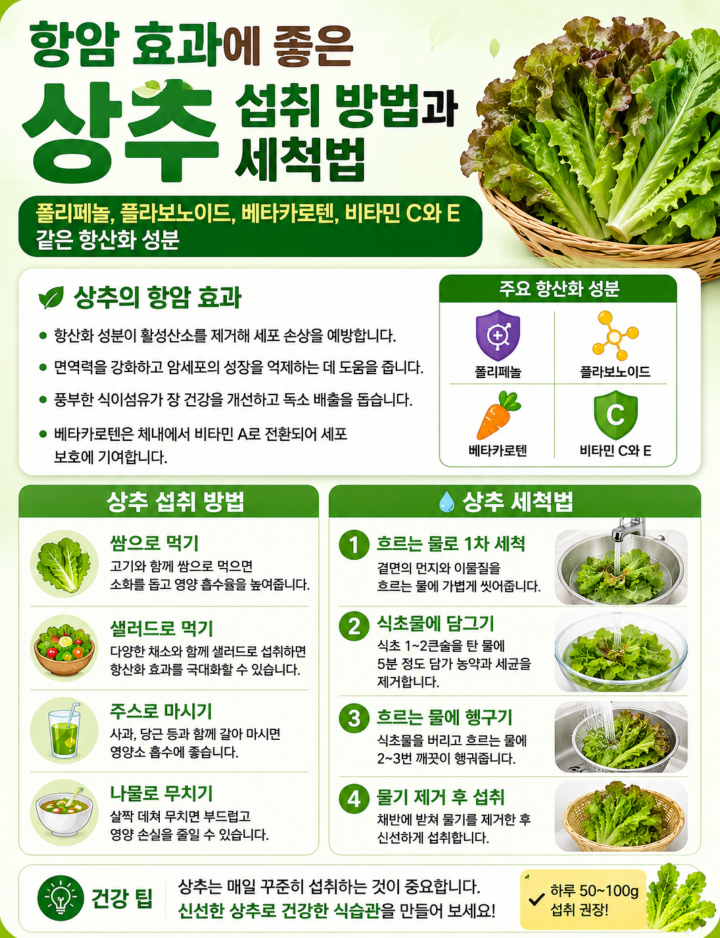 항암 효과에 좋은 상추 섭취 방법 상추 효능과 세척법&middot;폴리페놀&middot;베타카로텐&middot;플라보노이드