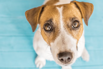 개가 윗눈을 쓸 때의 심리란