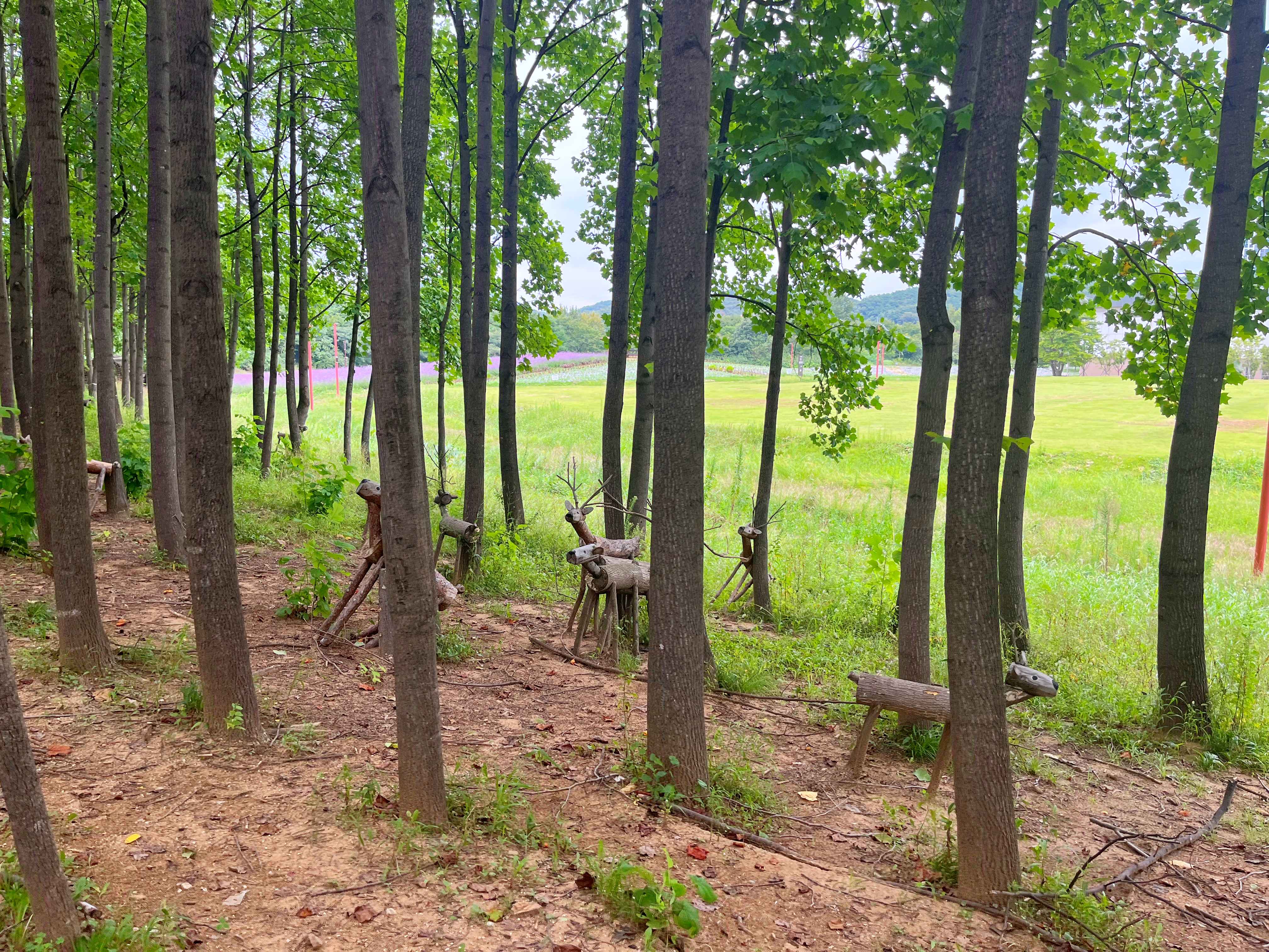 인천 드림파크 야생화단지 버베나