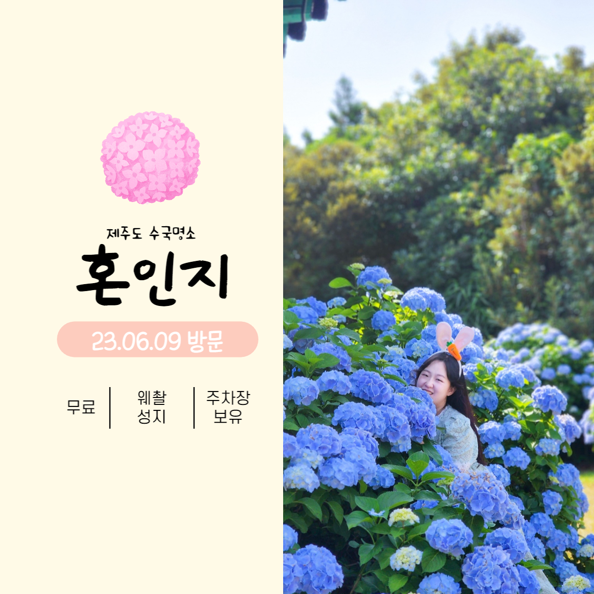 제주도 동쪽 수국명소 혼인지